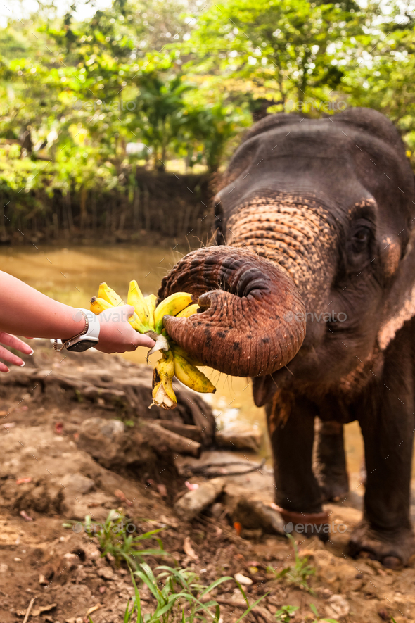 Close up hand young woman feeding an elephant bananas in countryside Sri Lanka, love to animals